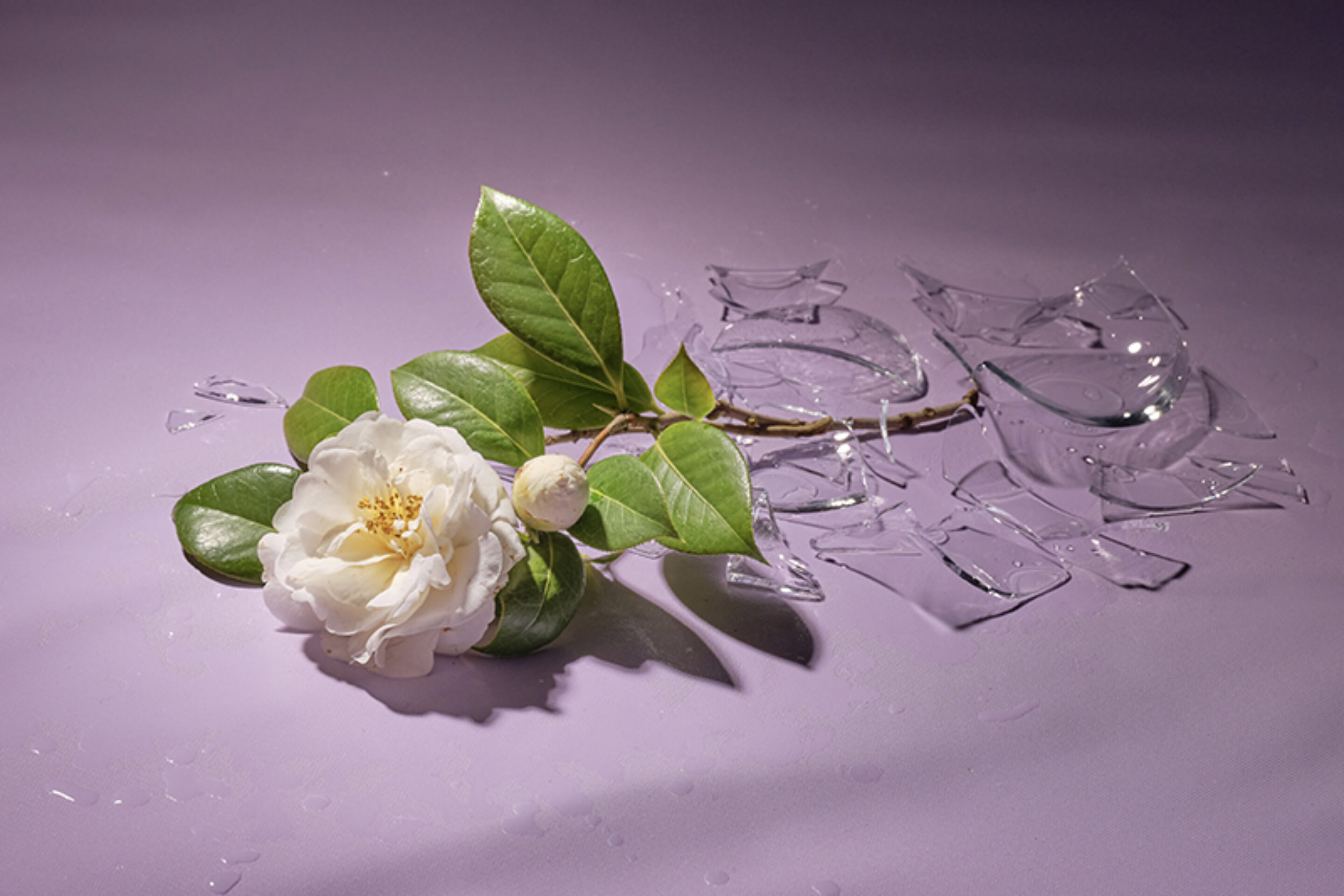 La traviata Opera Image | ENO 26/27
